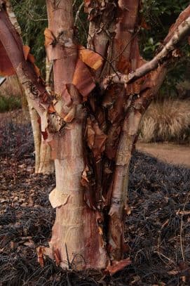 Chinese red birch 'Bowling Green'