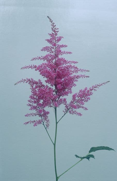 astilbe 'Atrorosea'