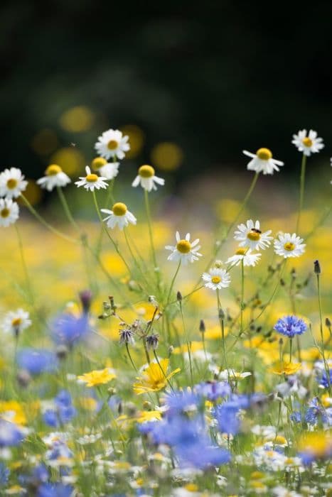 corn chamomile