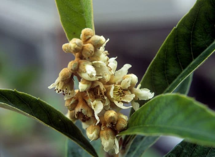 loquat