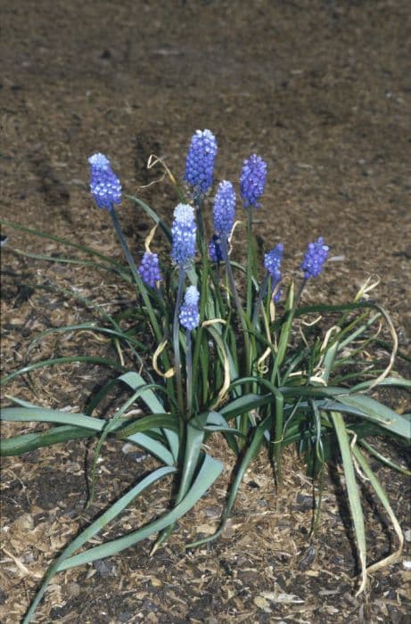 Aucher-Eloy grape hyacinth