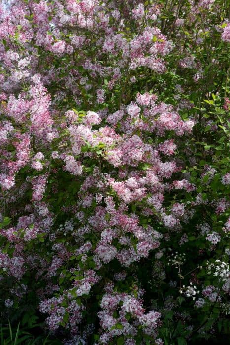 very little leaf lilac