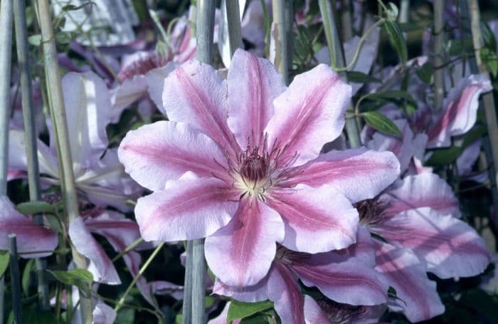 clematis 'Nelly Moser'