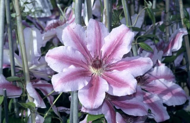 Clematis 'Nelly Moser'