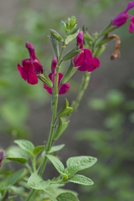 sage 'Dyson's Crimson'