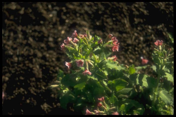 lungwort 'Barfield Pink'