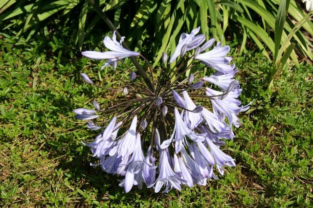 Codd's African lily