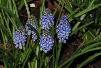 Azure grape hyacinth 'Bling Bling'