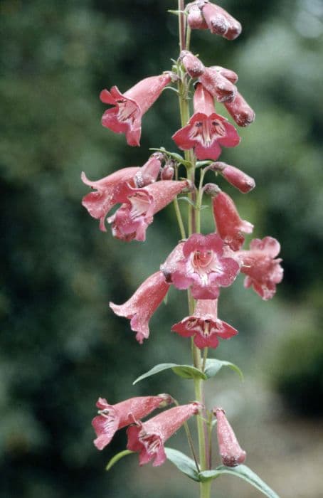 penstemon 'Port Wine'