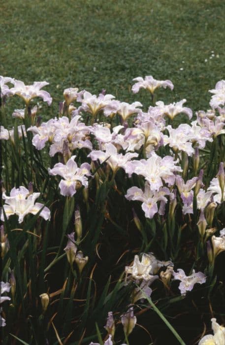 iris 'Ring o' Roses'