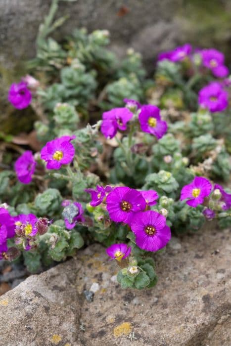 aubrieta 'Elsa Lancaster'