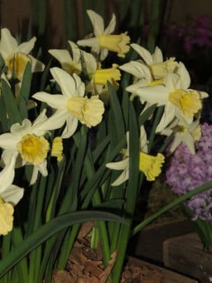 daffodil 'February Silver'