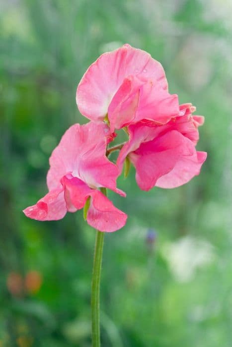 sweet pea 'Daily Mail'