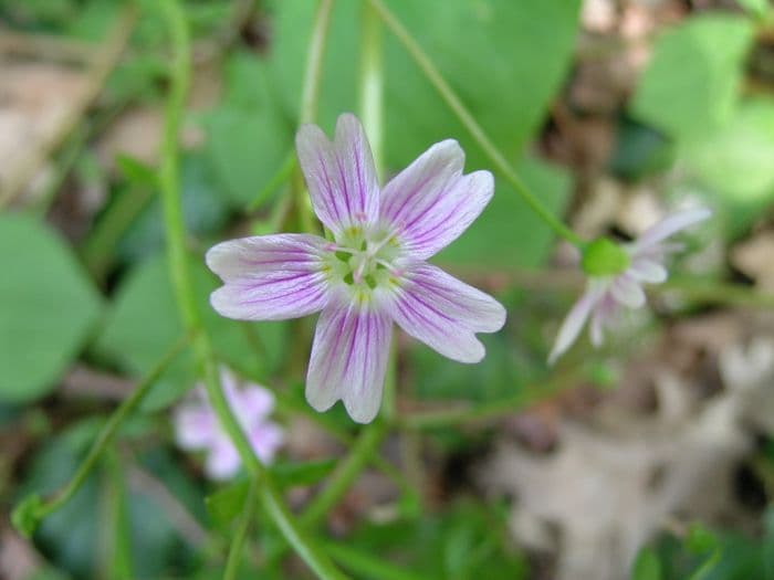 pink purslane