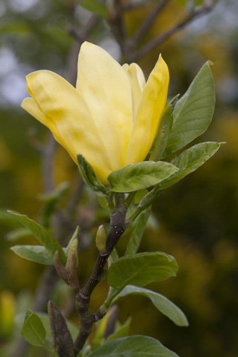 Magnolia 'Daphne'