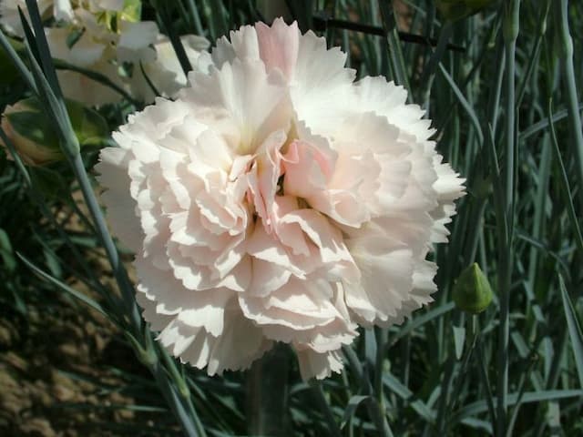 Pink 'Widecombe Fair'