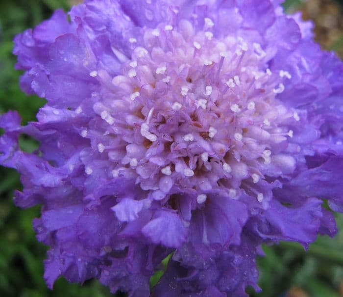 scabious 'Butterfly Blue'