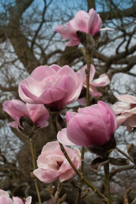 magnolia 'Caerhays Belle'