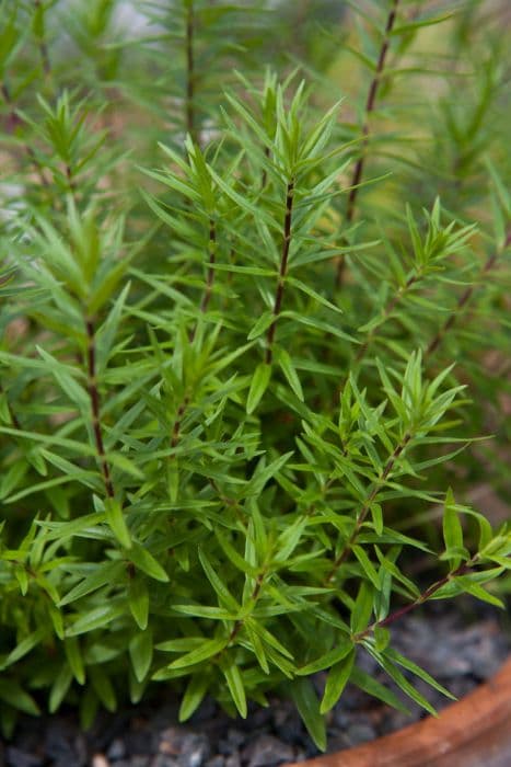 Caucasian gentian