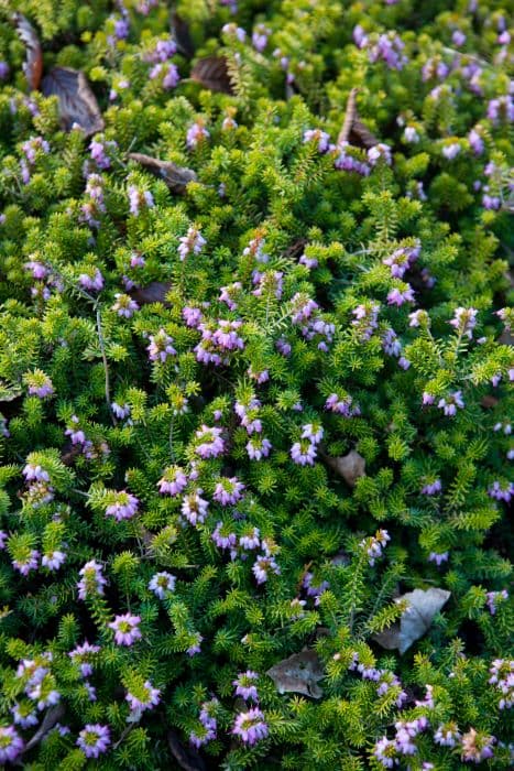 heather 'January Sun'