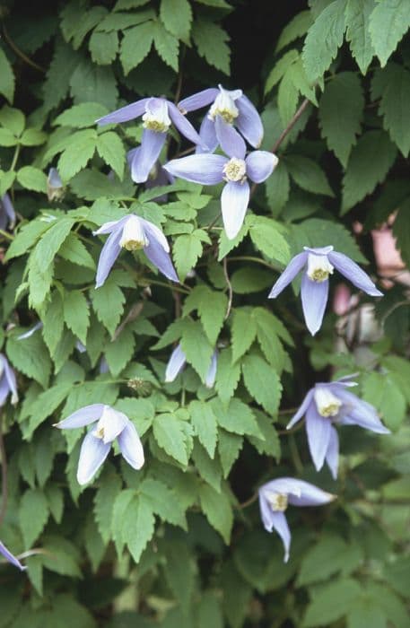 clematis 'Columbine'