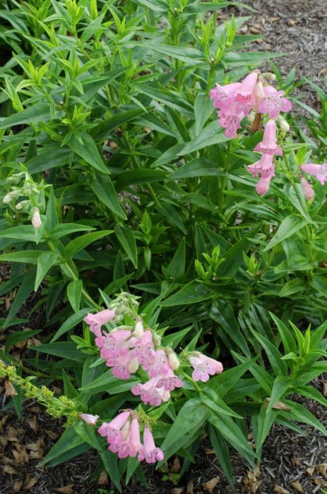 penstemon 'Pensham Capricorn Moon'