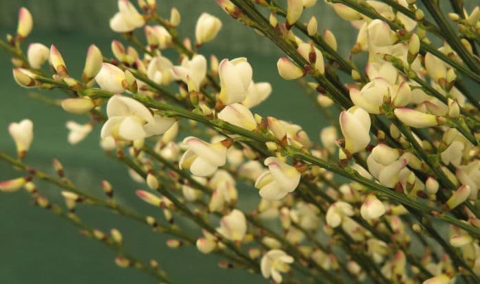 white Spanish broom