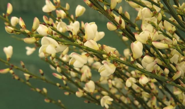 White Spanish broom