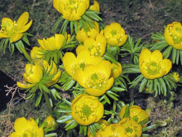 Winter aconite Cilicica Group