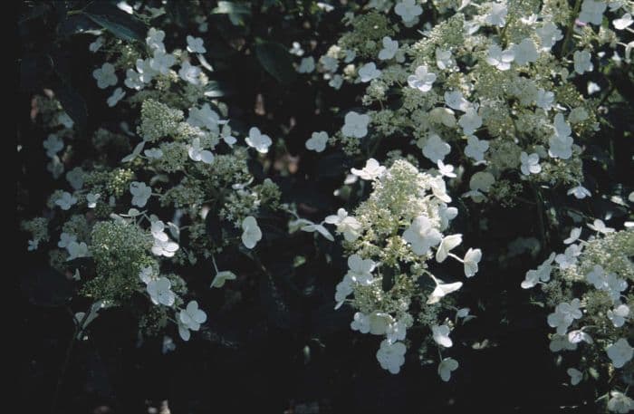 paniculate hydrangea 'Kyushu'