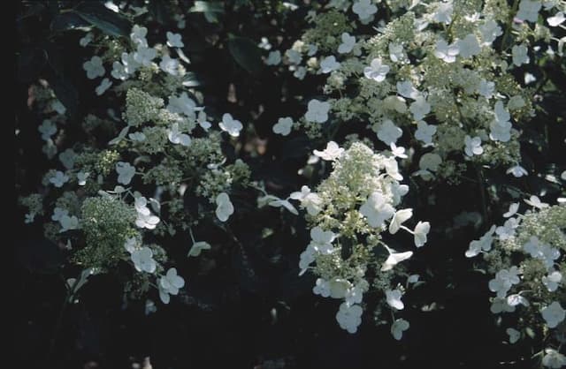 Paniculate hydrangea 'Kyushu'