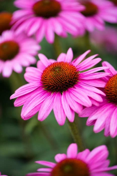 purple coneflower [Elton Knight]