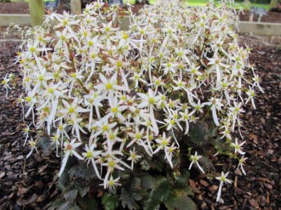 saxifrage 'Mount Nachi'