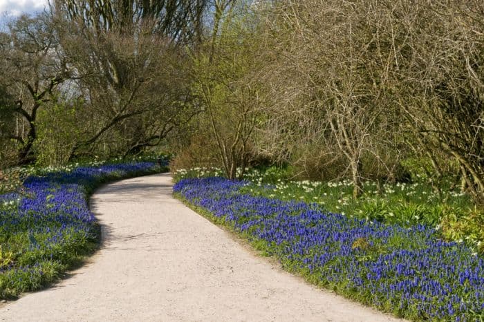 common grape hyacinth