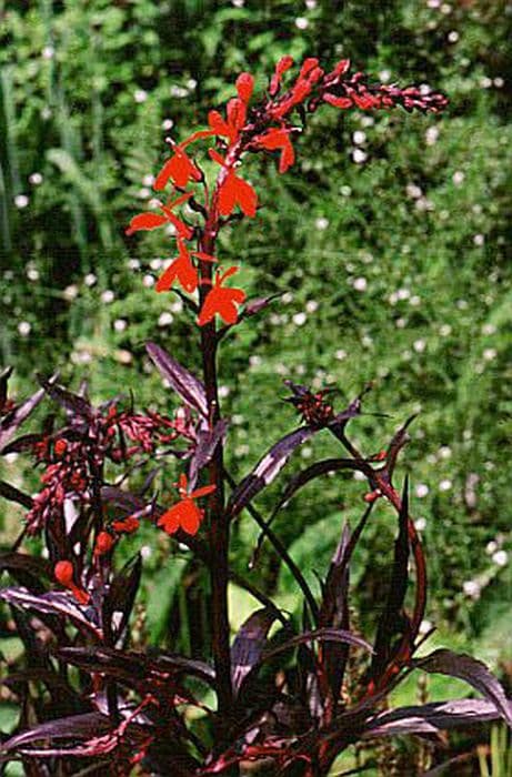 lobelia 'Queen Victoria'