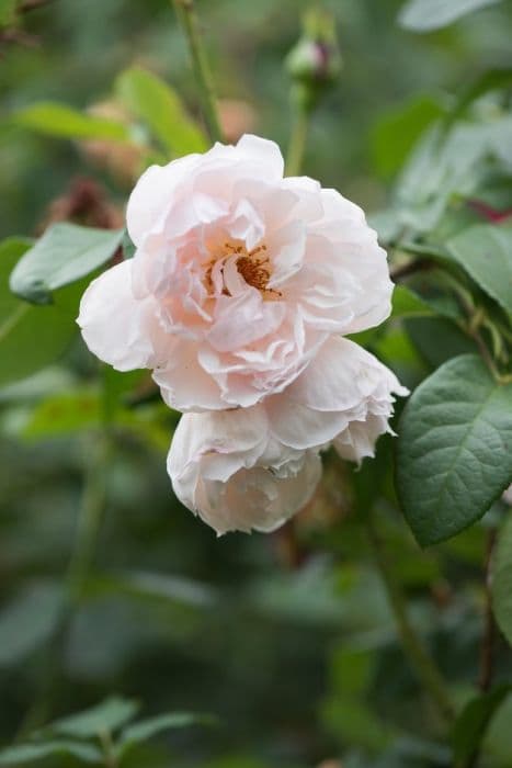 Rose [The Generous Gardener]