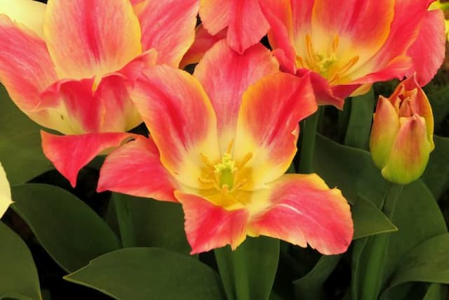 Tulip 'Whispering Dream'