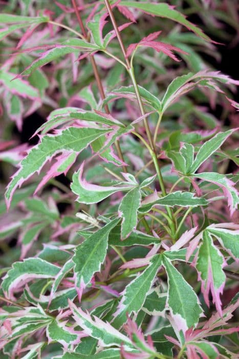 Japanese maple 'Marlo'