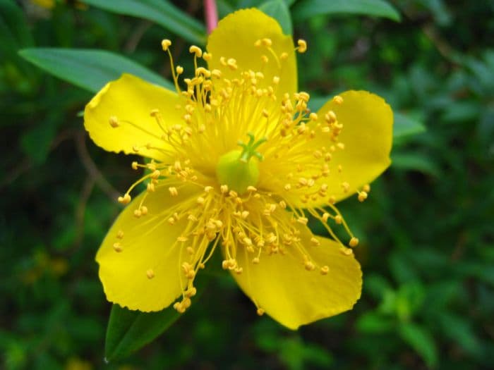 very short-stalked St John's wort