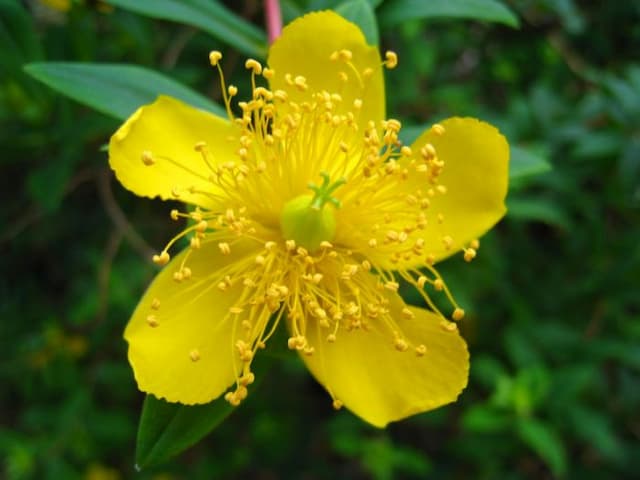 Very short-stalked St John's wort