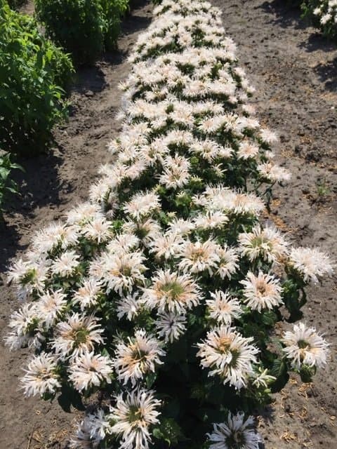 Monarda 'Bee Bright'