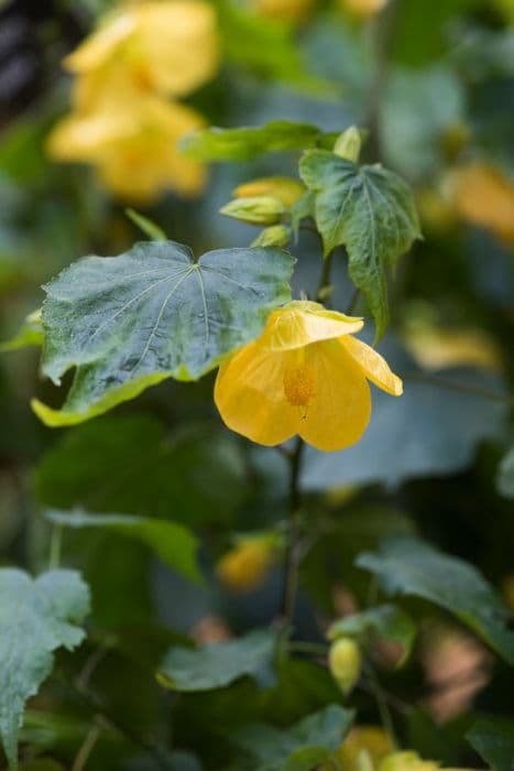 abutilon 'Julia'