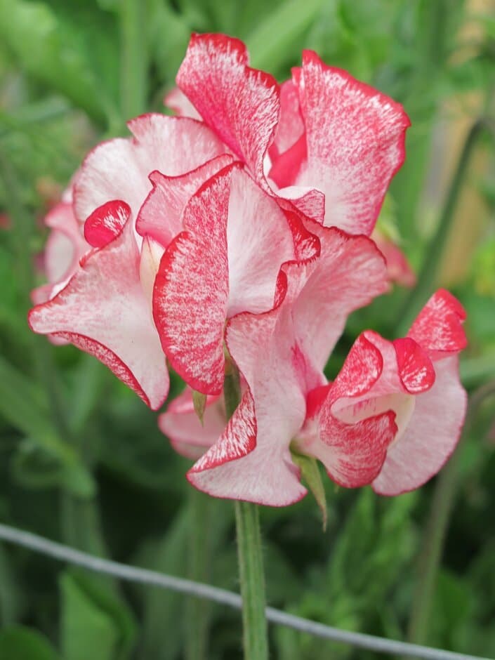 Sweet Pea 'Minuet Red'