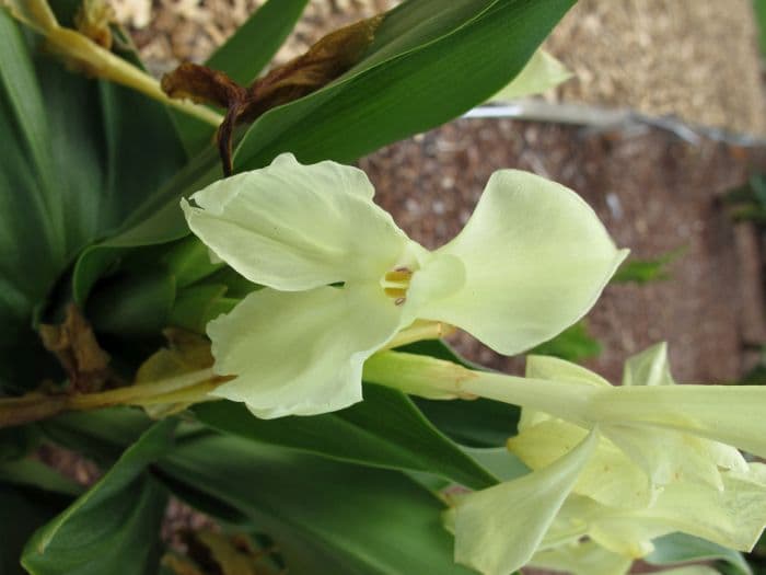 yellow-flowered Hume roscoea