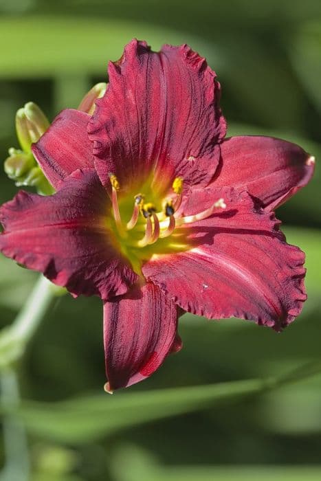 daylily 'Pardon Me'