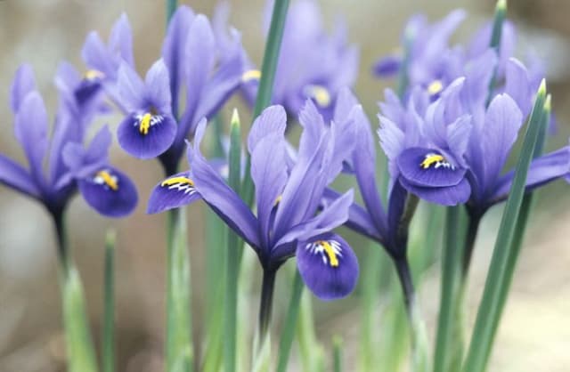 Early bulbous iris