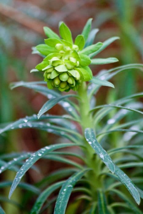 spurge 'Portuguese Velvet'