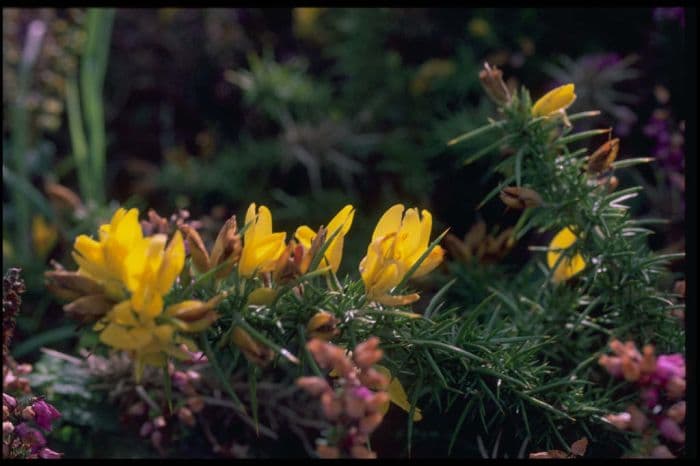 western gorse