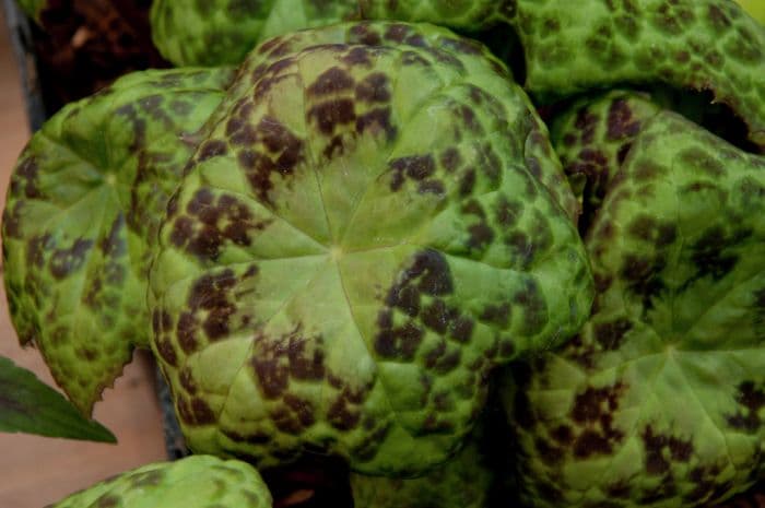 mayapple 'Spotty Dotty'