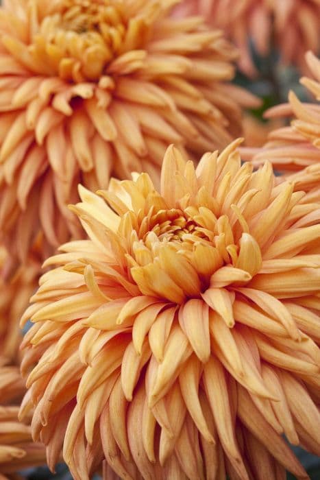 chrysanthemum 'Bronze Mayford Perfection'